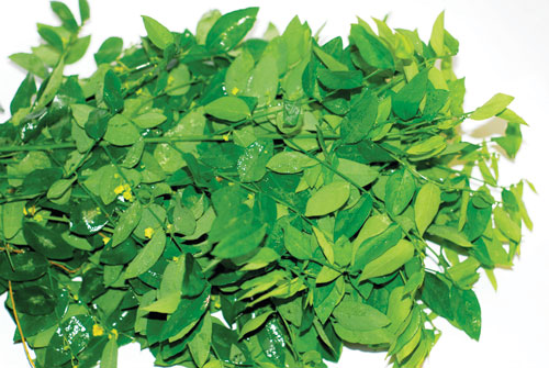 Bài thuốc trị nám da của dân gian